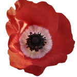 Poppy